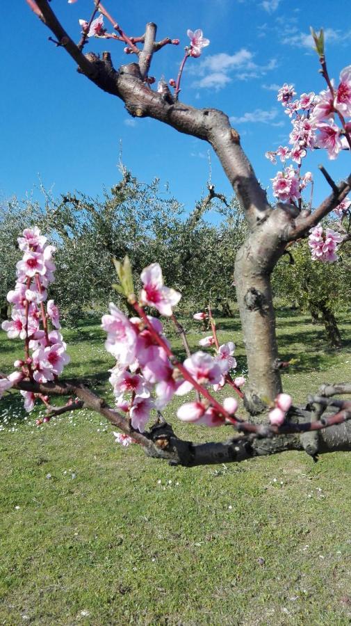 Country House Bike Friendly Famiglia Belleggia Lägenhet Porto SantʼElpidio Exteriör bild